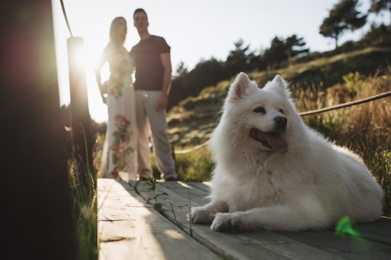 Fotos preboda con Perro Jaán Granada
