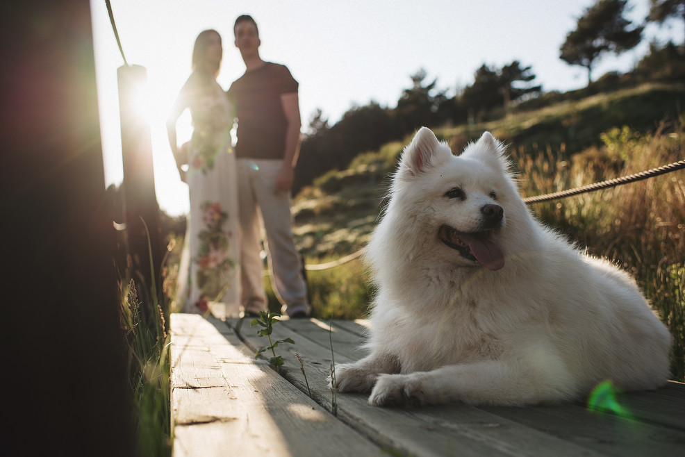 Fotos preboda con Perro Jaán Granada